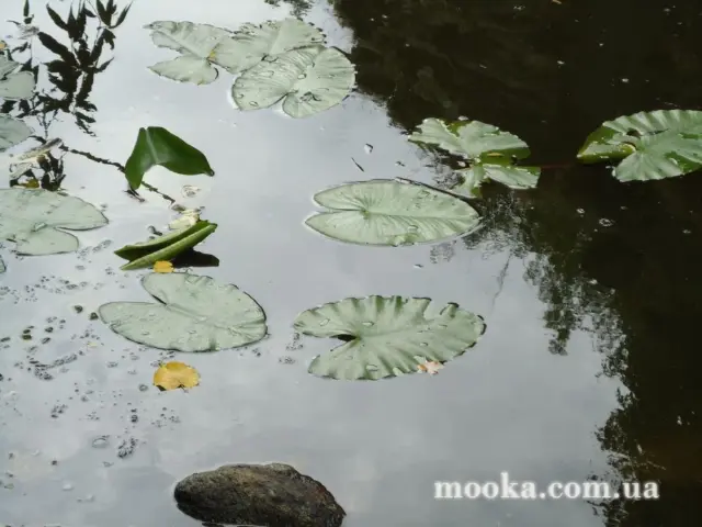 Фотосолянка подорожей