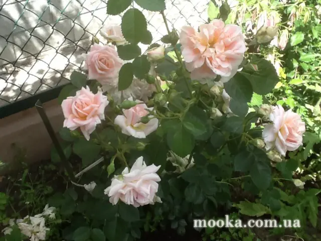 Вот мой сад и огород,  а в горшке цветок цветет!