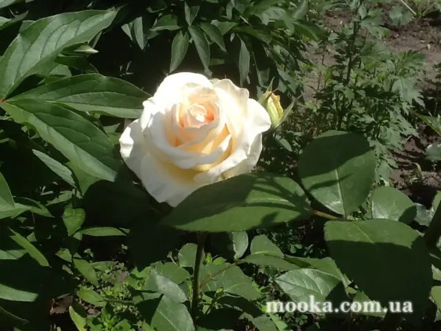 Вот мой сад и огород,  а в горшке цветок цветет!