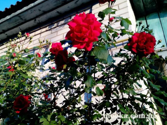 Вот мой сад и огород,  а в горшке цветок цветет!