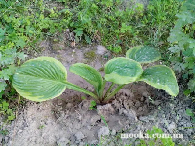 Вот мой сад и огород,  а в горшке цветок цветет!