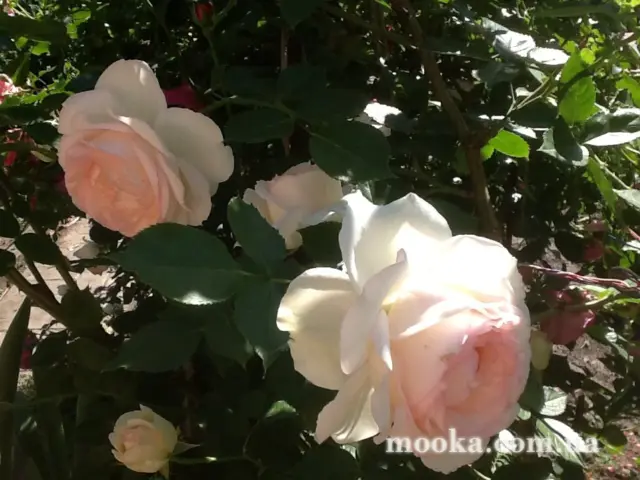 Вот мой сад и огород,  а в горшке цветок цветет!