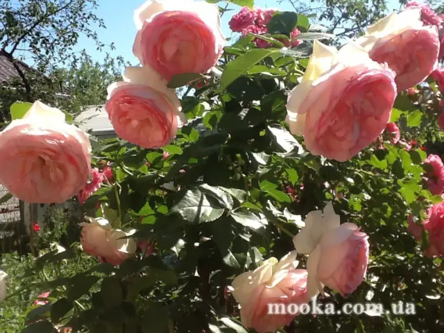 Вот мой сад и огород,  а в горшке цветок цветет!