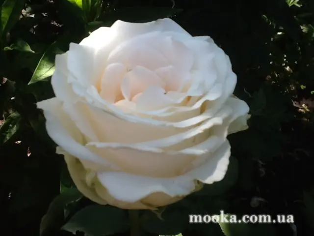 Вот мой сад и огород,  а в горшке цветок цветет!