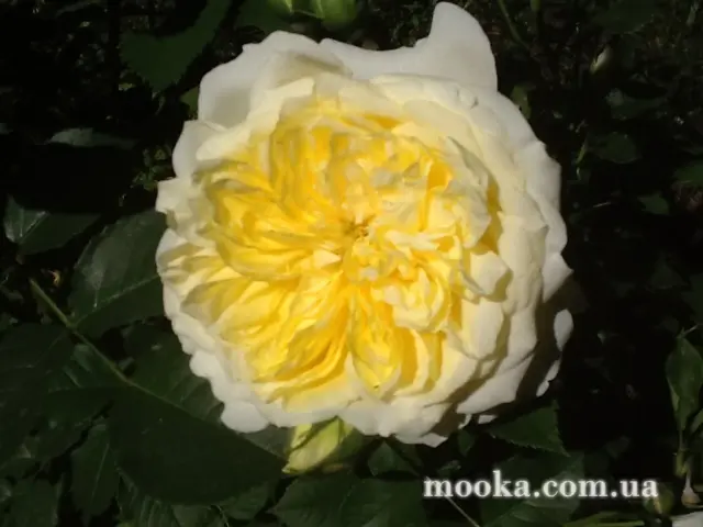 Вот мой сад и огород,  а в горшке цветок цветет!