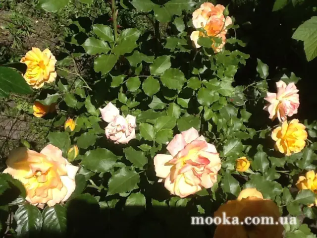 Вот мой сад и огород,  а в горшке цветок цветет!