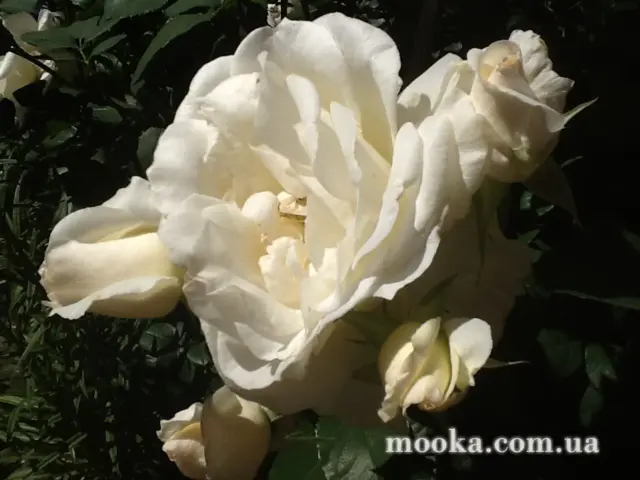 Вот мой сад и огород,  а в горшке цветок цветет!