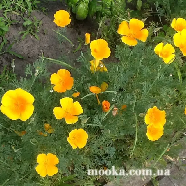 Вот мой сад и огород,  а в горшке цветок цветет!