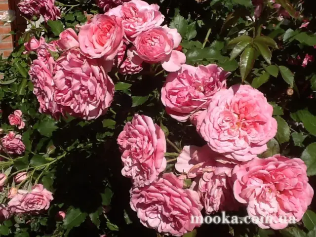 Вот мой сад и огород,  а в горшке цветок цветет!