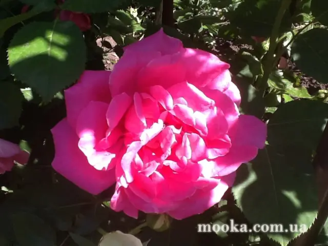 Вот мой сад и огород,  а в горшке цветок цветет!