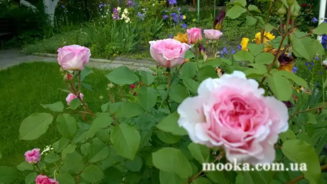 Вот мой сад и огород,  а в горшке цветок цветет!
