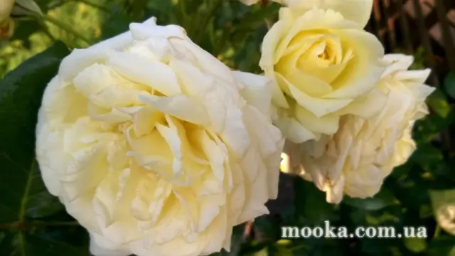 Вот мой сад и огород,  а в горшке цветок цветет!