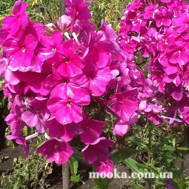 Вот мой сад и огород,  а в горшке цветок цветет!