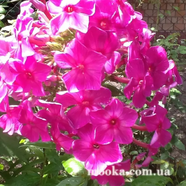 Вот мой сад и огород,  а в горшке цветок цветет!