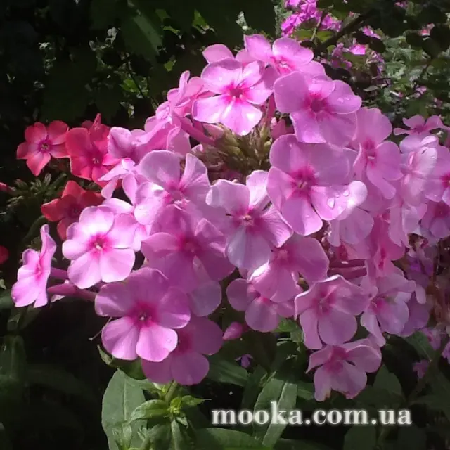 Вот мой сад и огород,  а в горшке цветок цветет!