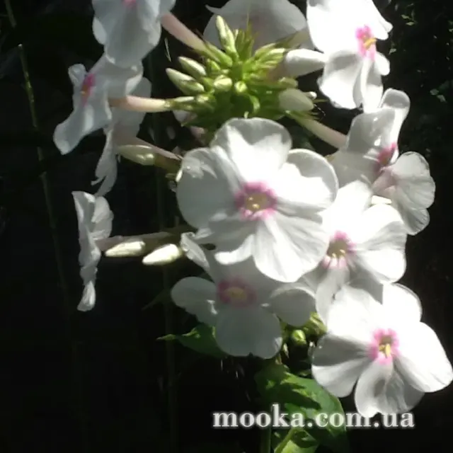 Вот мой сад и огород,  а в горшке цветок цветет!