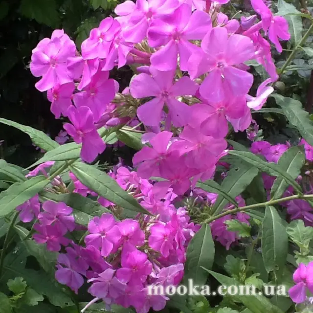 Вот мой сад и огород,  а в горшке цветок цветет!