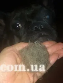Наші улюбленці