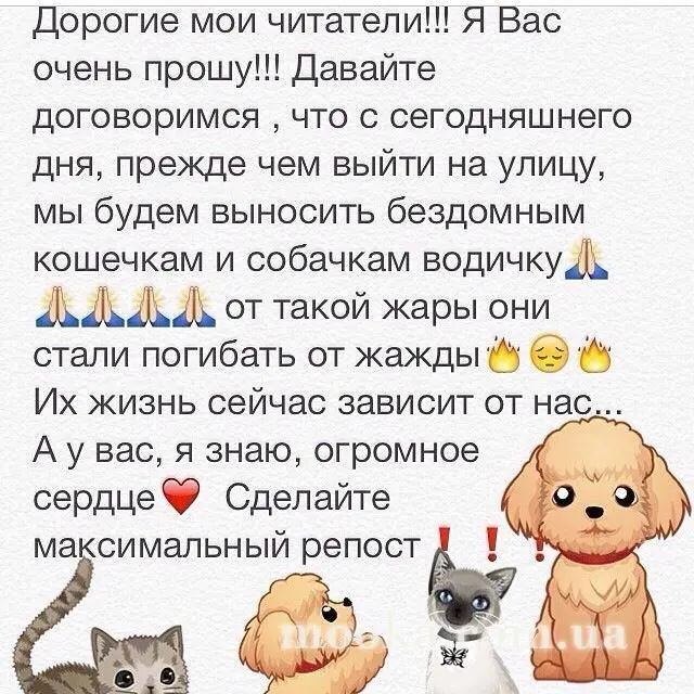 Наші улюбленці