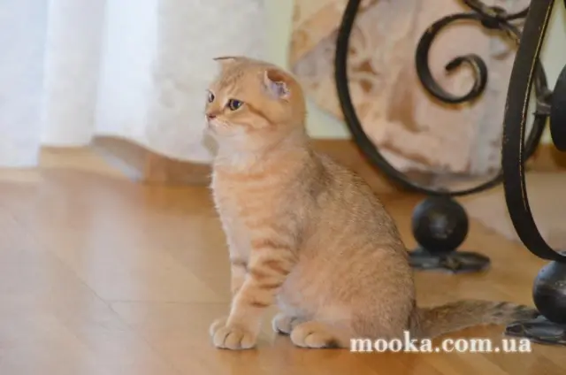 Наші улюбленці