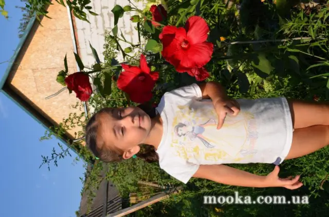 Вот мой сад и огород,  а в горшке цветок цветет!