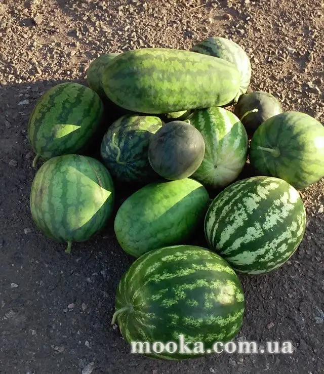 Вот мой сад и огород,  а в горшке цветок цветет!