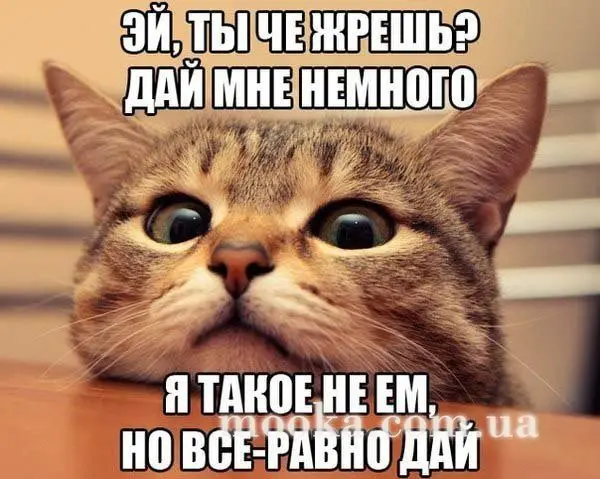 Наші улюбленці