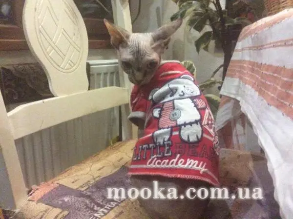 Наші улюбленці