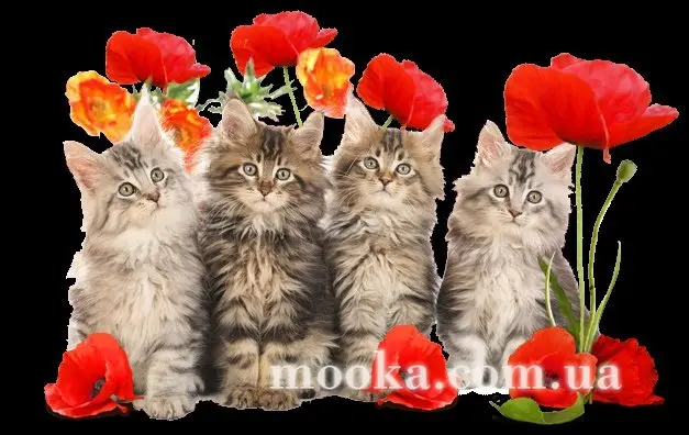 З Днем народження!