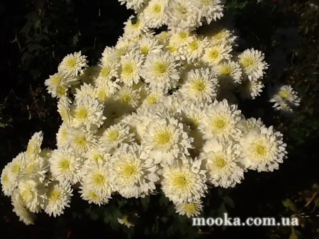 Вот мой сад и огород,  а в горшке цветок цветет!