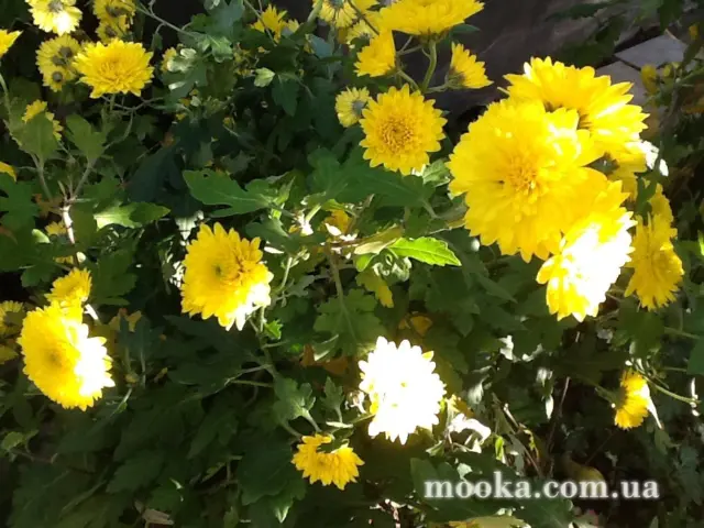 Вот мой сад и огород,  а в горшке цветок цветет!