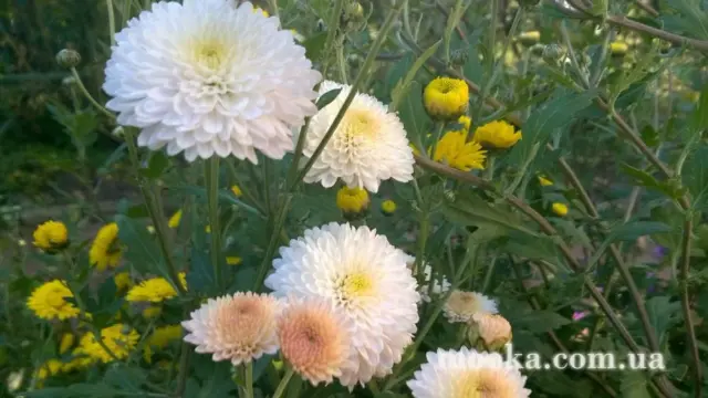 Вот мой сад и огород,  а в горшке цветок цветет!