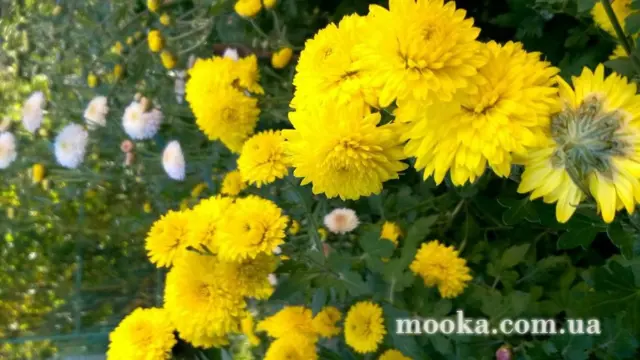 Вот мой сад и огород,  а в горшке цветок цветет!