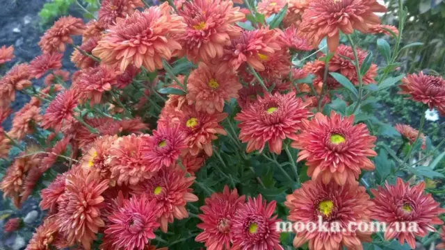 Вот мой сад и огород,  а в горшке цветок цветет!