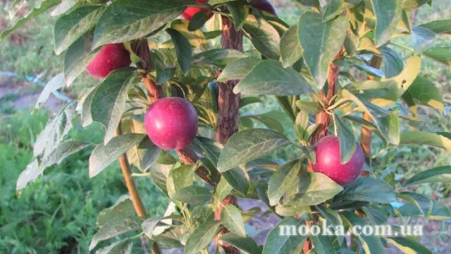 Світ навколо нас (наші фотографії)