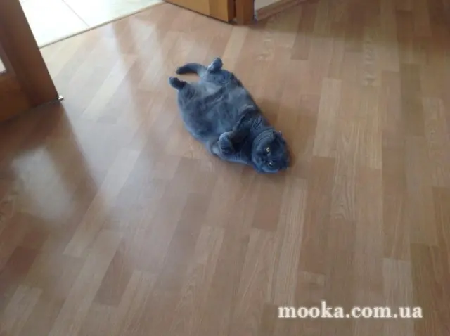 Наші улюбленці