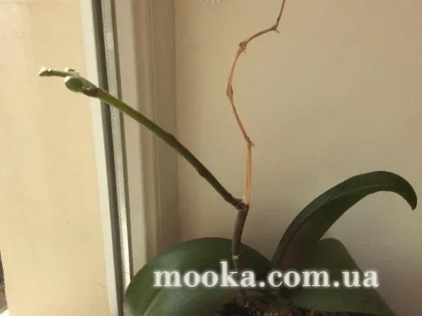 Вот мой сад и огород,  а в горшке цветок цветет!
