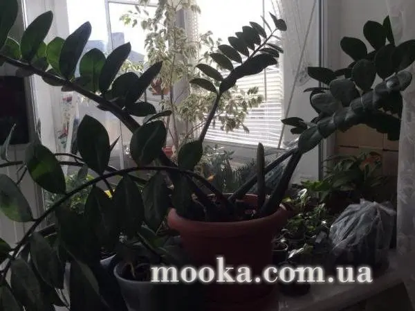 Вот мой сад и огород,  а в горшке цветок цветет!