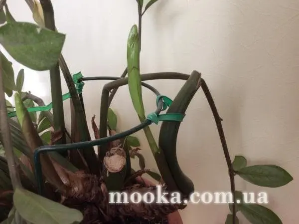 Вот мой сад и огород,  а в горшке цветок цветет!