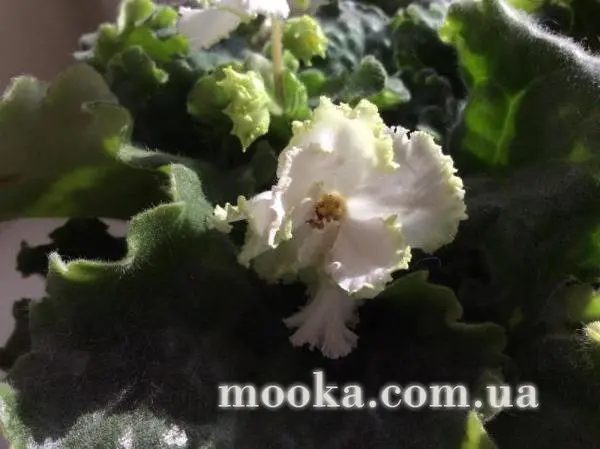 Вот мой сад и огород,  а в горшке цветок цветет!