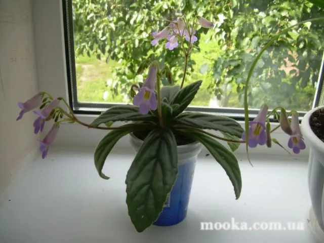 Вот мой сад и огород,  а в горшке цветок цветет!