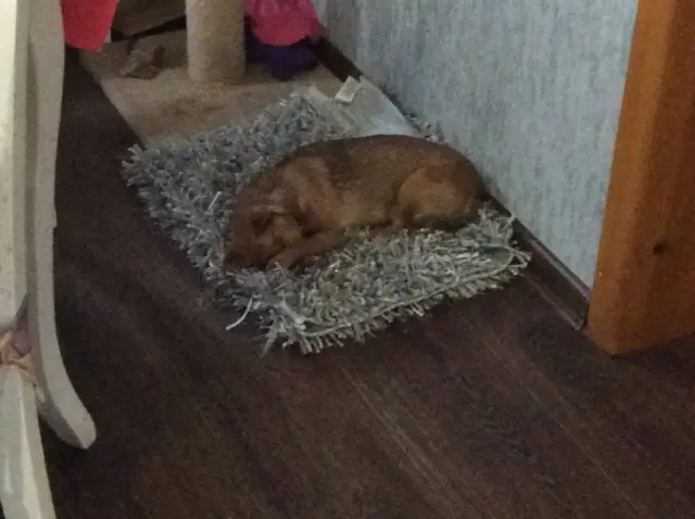 Наші улюбленці