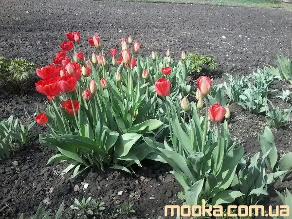 Вот мой сад и огород, а в горшке цветок цветет!
