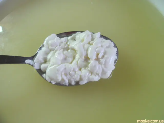 Халлуми (халуми) из коровьего молока