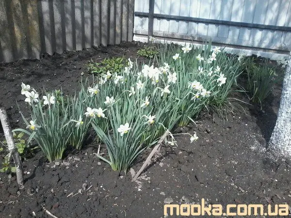 Вот мой сад и огород, а в горшке цветок цветет!