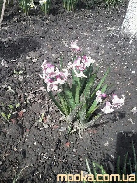 Вот мой сад и огород, а в горшке цветок цветет!