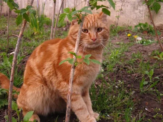 Наші улюбленці