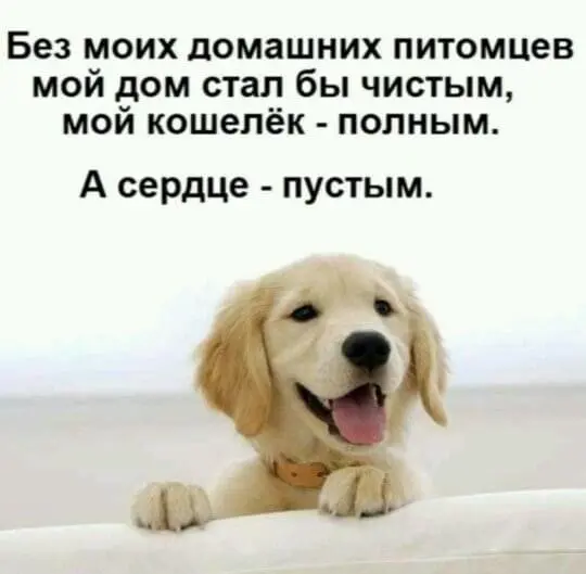 Наші улюбленці