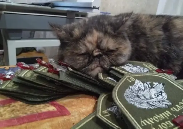Шеврони\нашивки