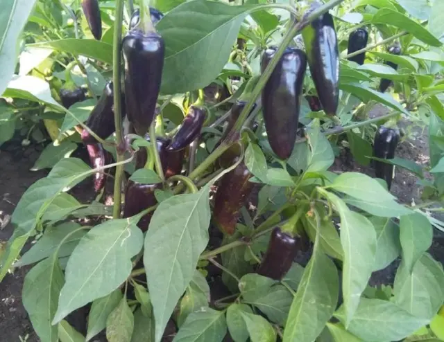 Перець Халапеньо﻿ маринований